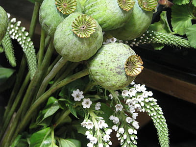 close-up photo of round green fruits thumbnail