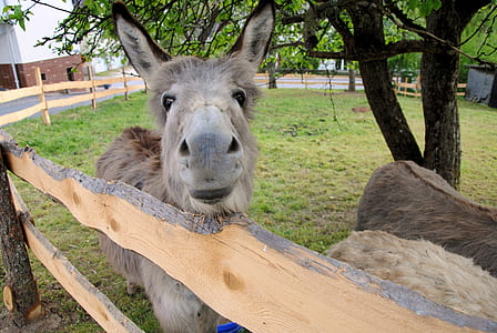close-up photography of donkey near tree thumbnail
