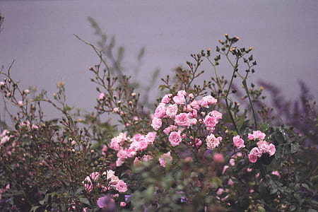 photo of pink petaled flower thumbnail