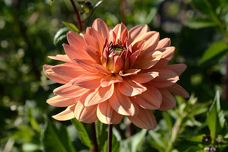 peach-colored dahlia flower in close-up photography thumbnail