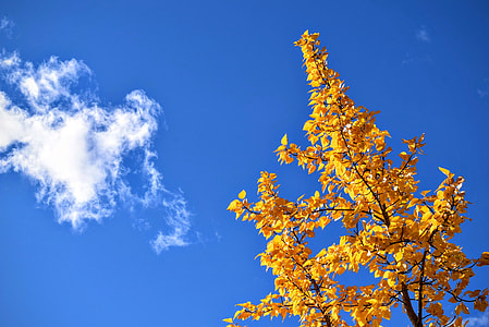 yellow tree thumbnail