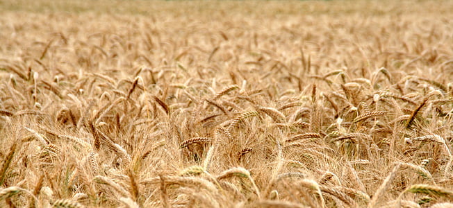 brown whey field thumbnail
