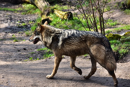 closeup photo of black and gray wolf thumbnail