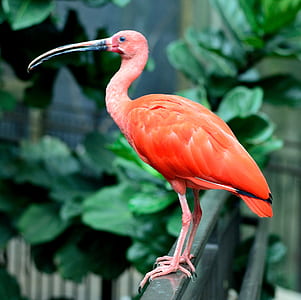 flamingo on fence thumbnail