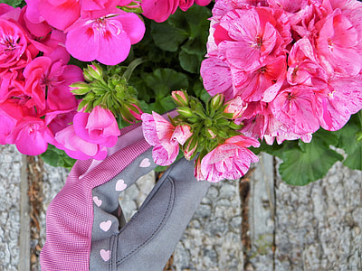 pink flowers thumbnail