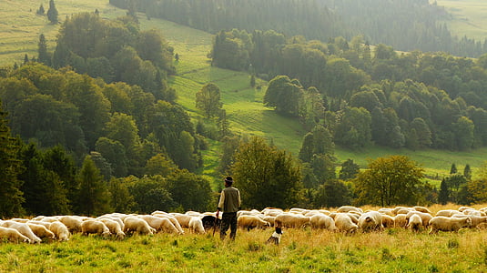 person standing near herd of sheep thumbnail