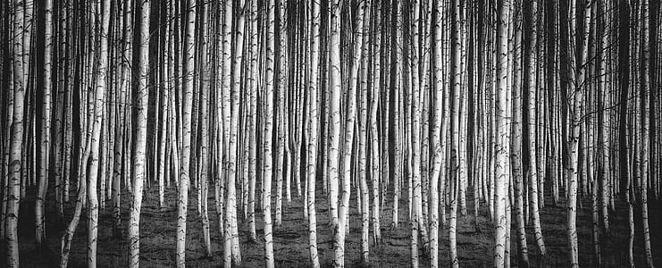 grayscale photo of tree logs thumbnail