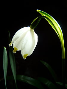 white petaled flower thumbnail