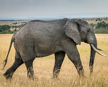 gray elephant on grasses during daytime thumbnail