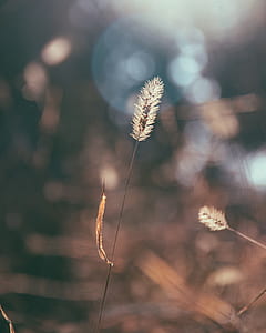white dandelion thumbnail