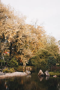 Brown and White Tree thumbnail