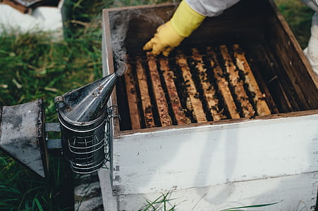 person wearing glove holding beehive during daytime thumbnail