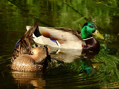 Mallard Duck, Anas Platyrhynchos thumbnail