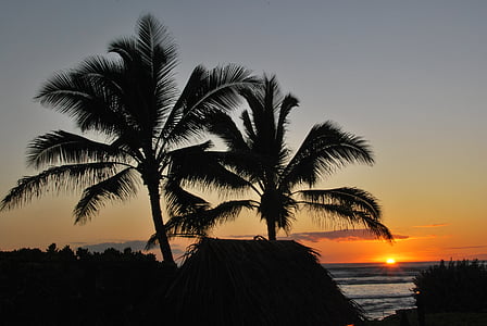 silhouette of two palm trees thumbnail