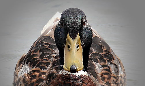mallard duck swimming on body of water outdoors thumbnail