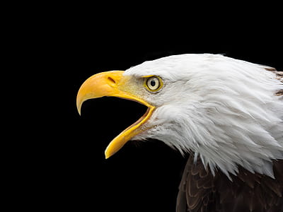 black and white American bald head eagle photo thumbnail