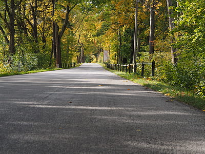 green leafed trees lined asphalt road during daytime thumbnail