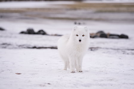 white wolf on snowfield thumbnail