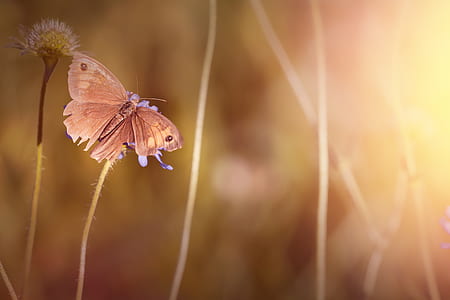 meadow brown butterfly perch on white flower thumbnail