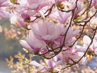depth of field photography of pink flowers thumbnail