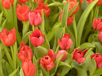 pink flowers thumbnail
