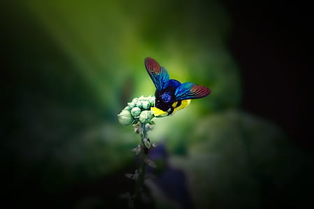 blue and red insect perching on yellow flower thumbnail