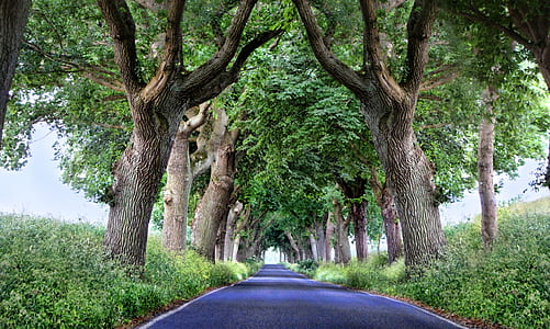 road in the middle of trees during daytime thumbnail