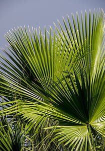 green palm plant thumbnail