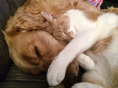 orange and white cat sleeping beside adult English cocker spaniel thumbnail