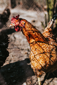 Animals on a farm thumbnail