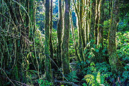 Forest Illustration thumbnail