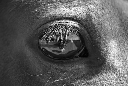 grayscale photography of human eye thumbnail