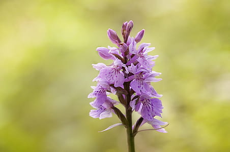 macro shot photography of purple flower thumbnail