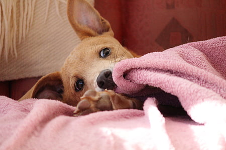 brown Chinook puppy lying down on bed thumbnail