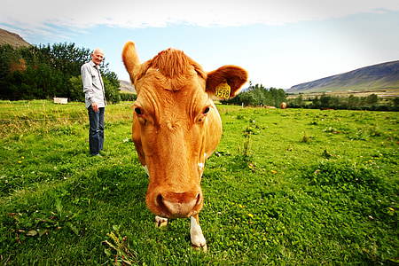 person wearing gray dress shirt near brown cow during daytime thumbnail