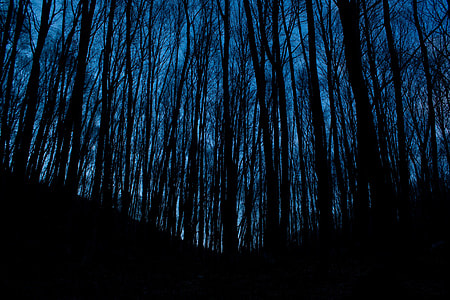 low angle photography of silhouette of trees thumbnail