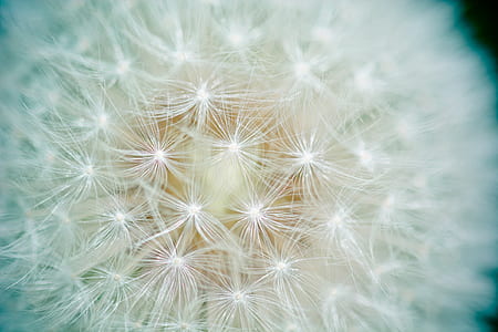 Dandelion thumbnail