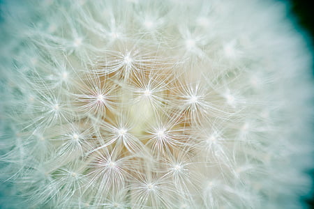 close up photo of white dandelion thumbnail