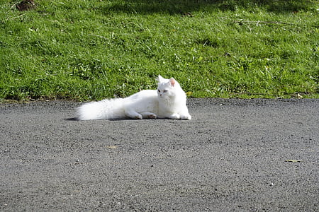 long-furred white cat on ground near grass field at daytime thumbnail