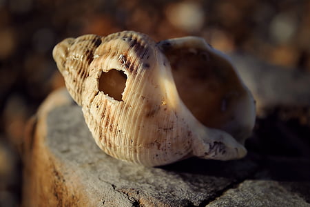 conch on rock thumbnail