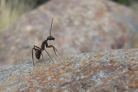 selective focus photo of black ant on brown rock at daytime thumbnail