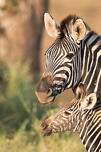 two zebra in tilt photography thumbnail