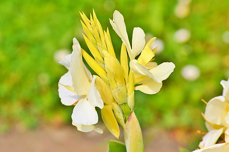 Indian Flower Tube, Australian Arrowroot thumbnail