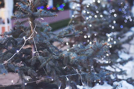close up photo of pine tree thumbnail