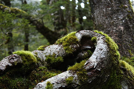 wood, dawn, landscape, nature thumbnail