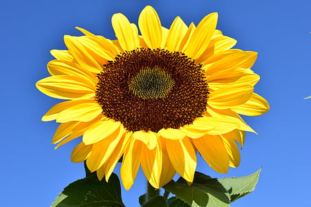 macro shot of sunflower thumbnail