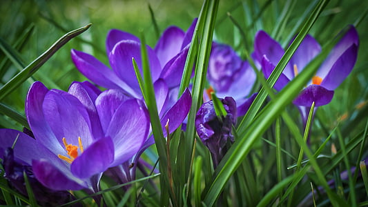 purple flowers with green grass thumbnail