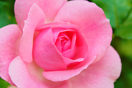 macro photography of pink rose flower thumbnail