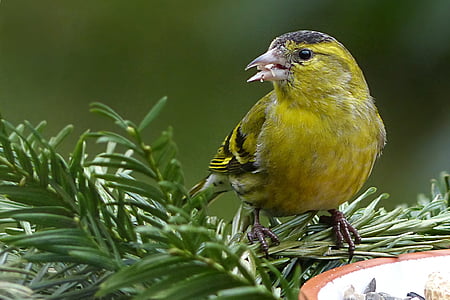 shallow focus photography of yellow bird thumbnail