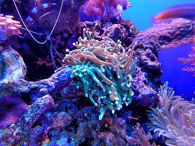 blue and pink coral underwater photography thumbnail